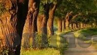 麻豆美女视频-探寻网络文化的一片独特风景——麻豆美女视频的多元视角解析