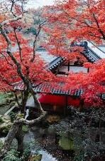 日韩精品人妻一区二区中文-日韩文化中的精品人妻现象，一种独特的文化视角